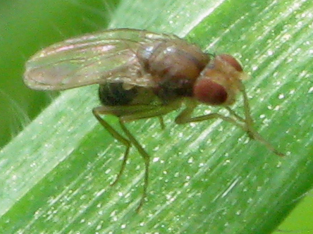 Drosophilidae.
